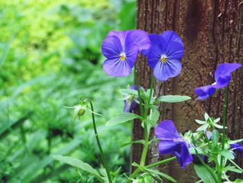 Close-up of purple flowers