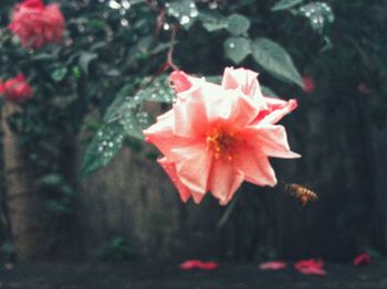 Close-up of pink rose flower