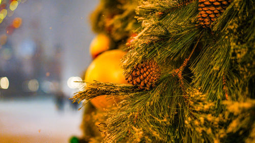 Close-up of pine tree