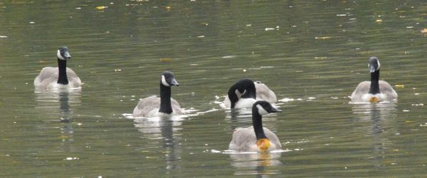 Swans swimming in lake