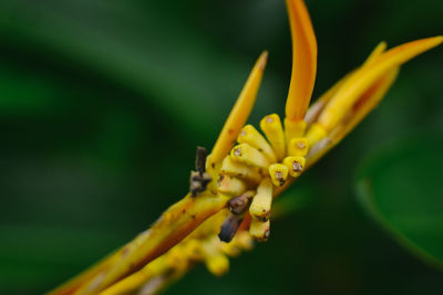 Close-up of insect on yellow flower