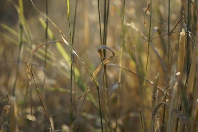 Close-up of a crops