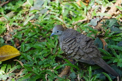 Close-up of bird perching on a plant