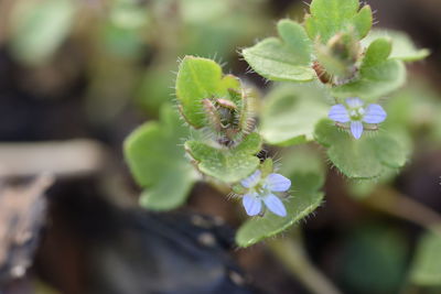 Close-up of plant