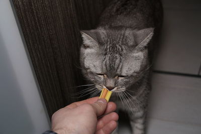 Cropped image of man feeding cat at home