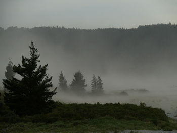 Trees in forest against sky