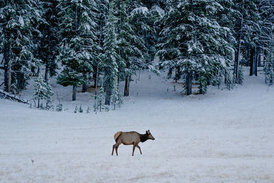 Horse on snow field against trees during winter