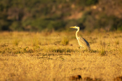 Bird on field