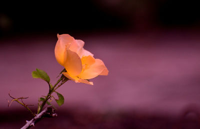 Close-up of pink rose