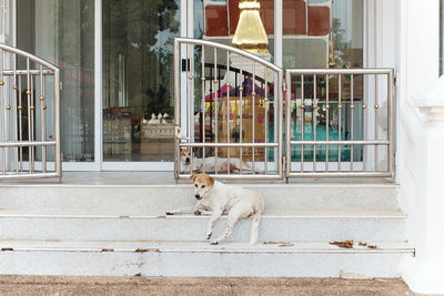 Dogs running on street