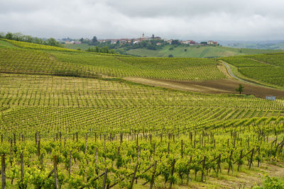 Scenic view of vineyard against sky