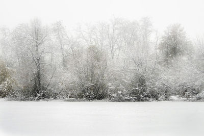 Trees against clear sky during winter