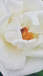 Full frame shot of white flower