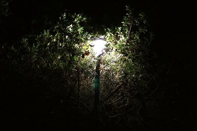 Low angle view of trees in forest at night