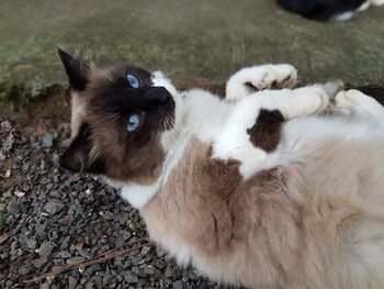 Portrait of cats lying on stones