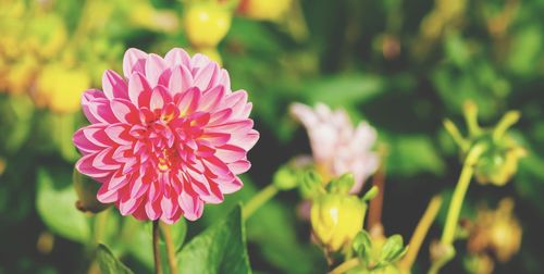 Close-up of pink flower in park