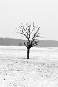 Bare tree on shore against clear sky