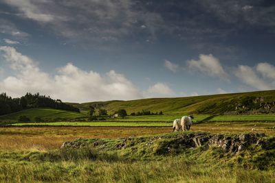 View of sheep grazing in field