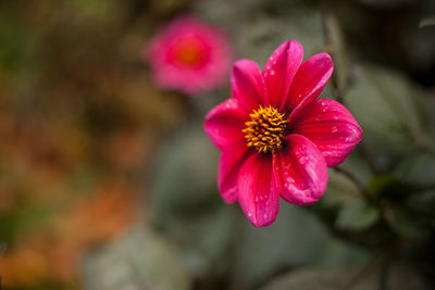 Close-up of pink flower blooming outdoors