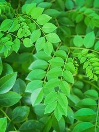 Full frame shot of green leaves