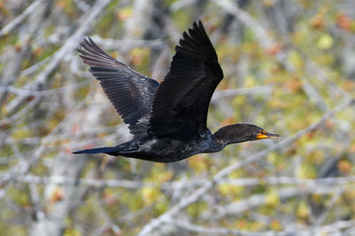 Close-up of bird flying