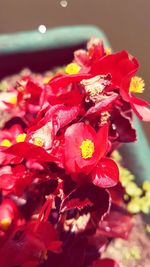 Close-up of red rose flower