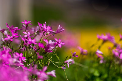 Close-up of pink flowering plants