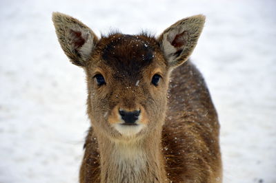 Close-up portrait of deer