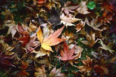 Close-up of autumn leaves on field