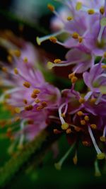 Close-up of flowers blooming in park