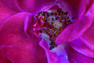 Extreme close up of pink rose