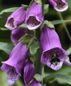 Close-up of purple flower