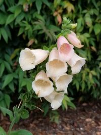 Close-up of mushrooms growing on field