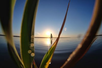 Close-up of plant against sky