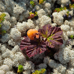Close-up of coral in sea