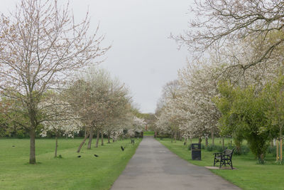 Walkway amidst trees against clear sky