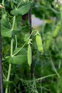 Close-up of plant