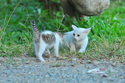 Cats on a field