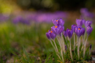 Close-up of purple crocus flowers on field