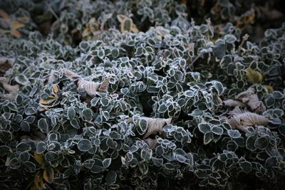 Close-up of fresh green leaves