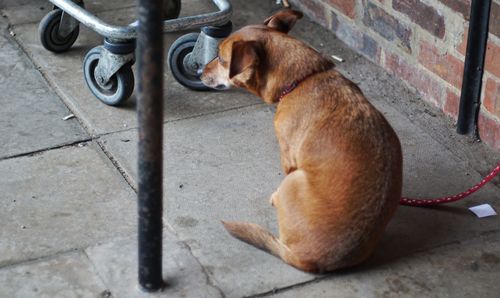 High angle view of dog sitting on footpath