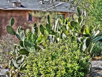 High angle view of cactus plants