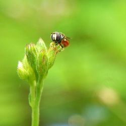 Close-up of insect on flower