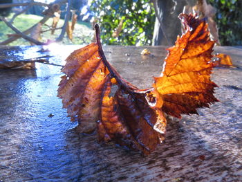 Close-up of leaves on wood