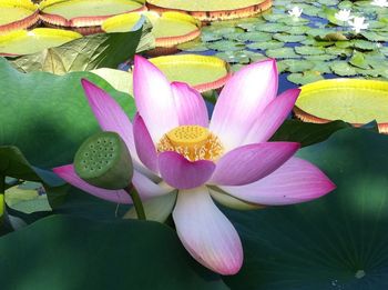 Close-up of pink lotus water lily