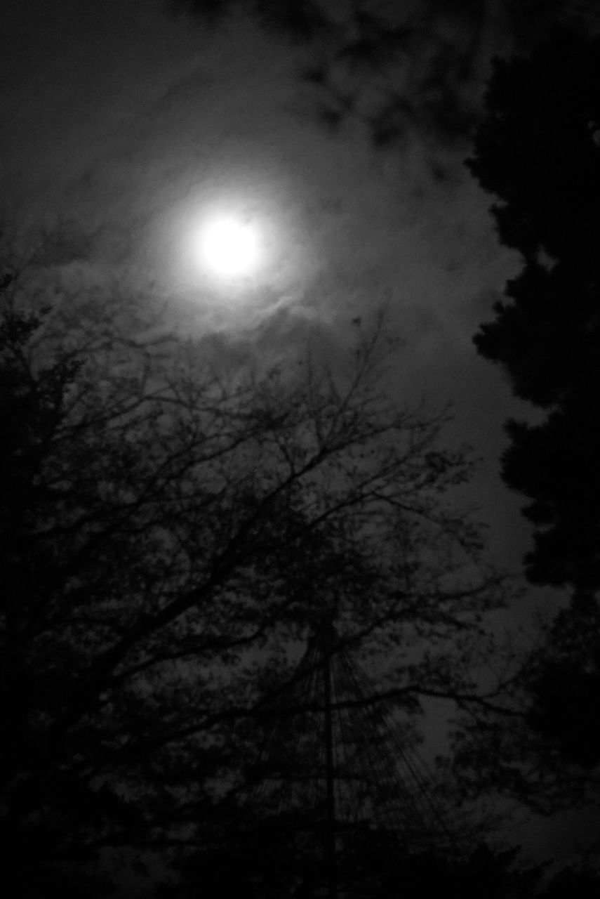 moon, low angle view, night, sky, nature, beauty in nature, tree, moonlight, outdoors, silhouette, no people, scenics, tranquility, astronomy, solar eclipse