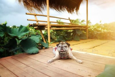 Dog relaxing on wooden floor