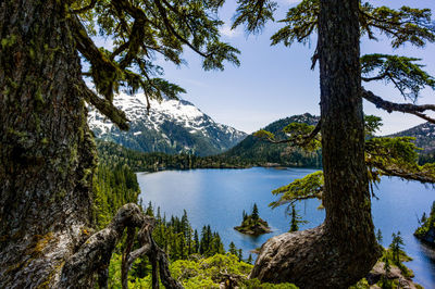 Scenic view of lake in forest against sky