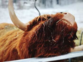 Close-up of a horse on snow