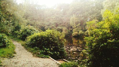 Plants and trees in park